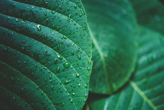 Natural Supplements: Trend or Necessity? - Essentriel