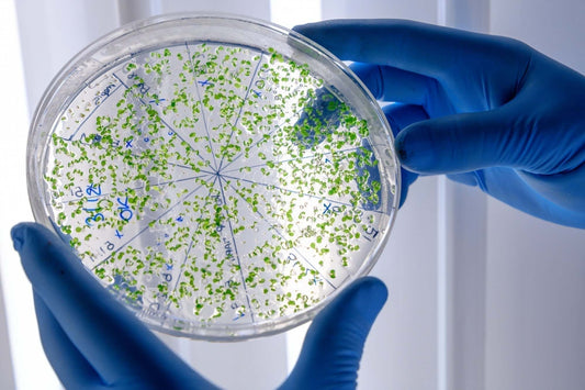 What Is Bioavailability — and Why It Matters More Than Dosage - Essentriel